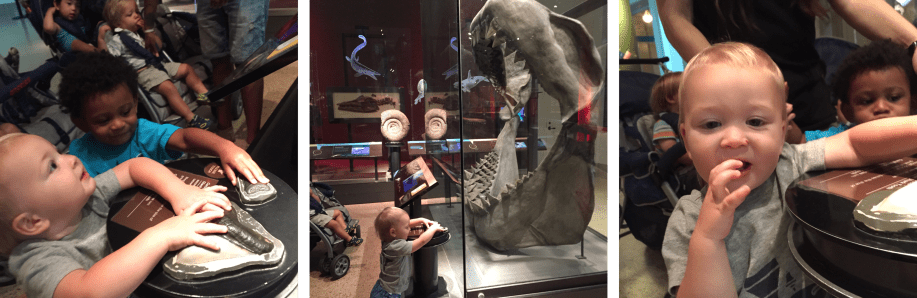 Getting new teeth impacts so many aspects of the lives of infants and toddlers. It allows them to transition to eating solid food, affects their mood, and is often detrimental to their sleep. What better way to learn about what is happening inside their own bodies, than to examine the jaw of a great white shark and touch a replica of some of the shark’s teeth?