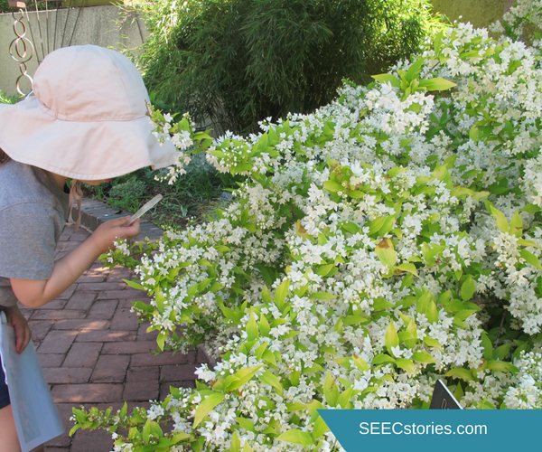 teacher feature seed dispersal hunt 3