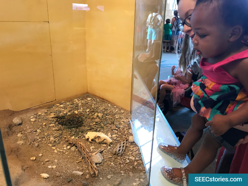 Infant looks carefully at centipede Smithsonain Insect Zoo Natural History